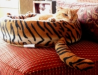 Tigger in his tiger bed