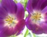 purpletulips_sm