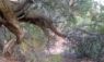 twisting_tree_sm