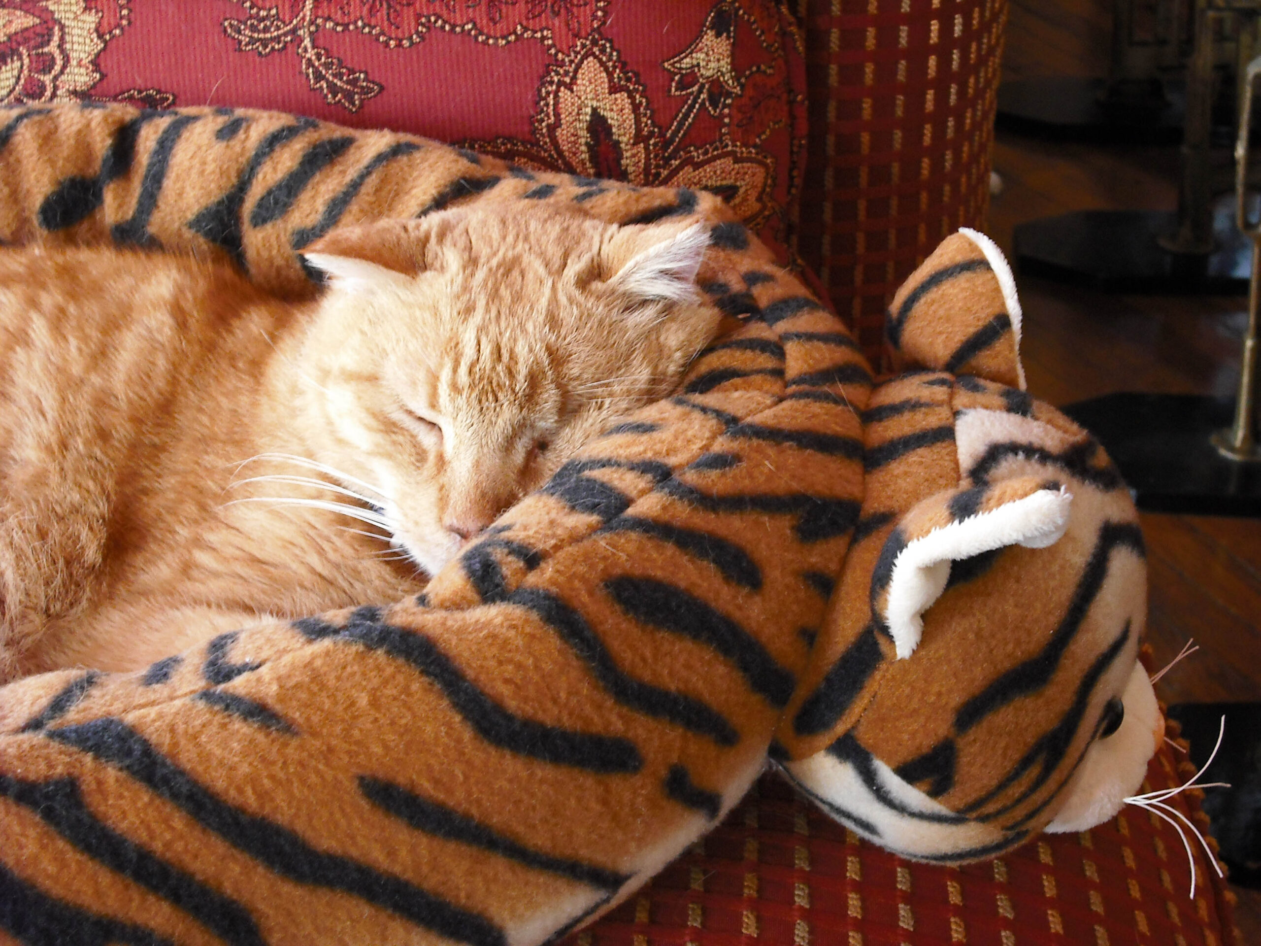 Prepare for Your Animal Communication Session