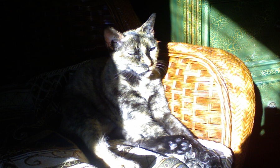 Questions You May Have